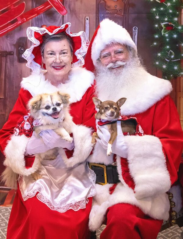 Santa and Mrs. Claus each holding a chihuahua