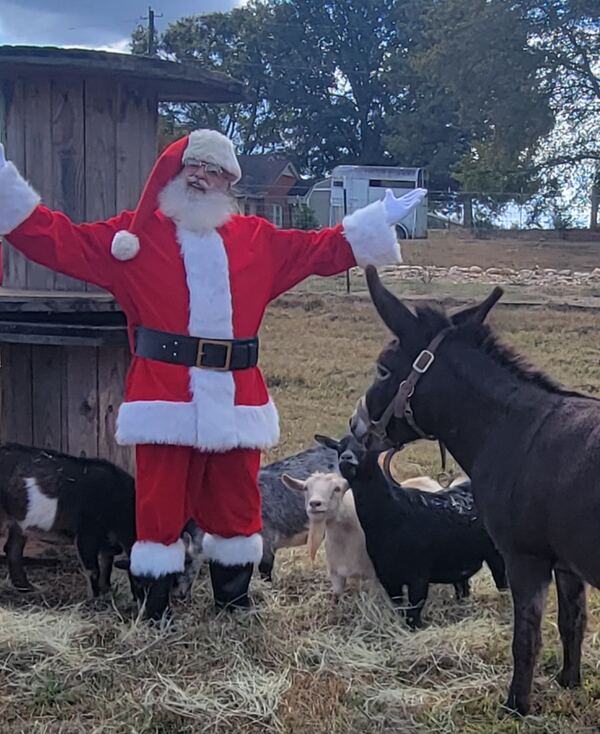 Santa Truette with a donkey and goats in a barnyard