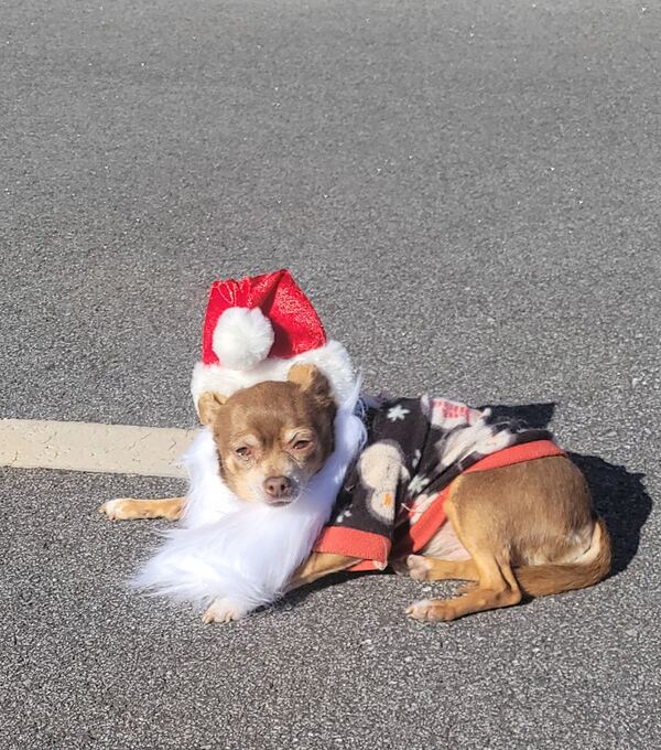Small dog wearing a Santa hat and beard