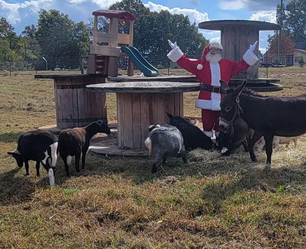 Santa Truette with goats and a donkey in a field