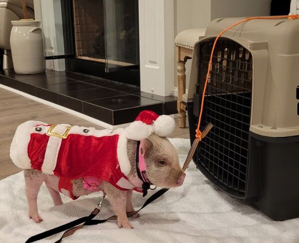Pet pig dressed in a Santa suit