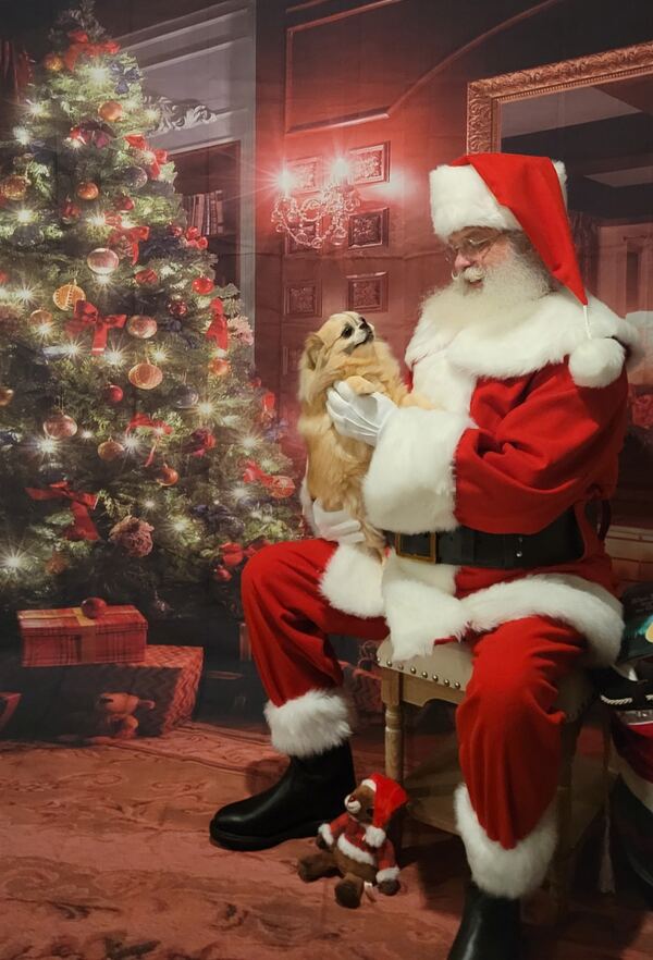 Santa Truette seated beside a glowing Christmas tree